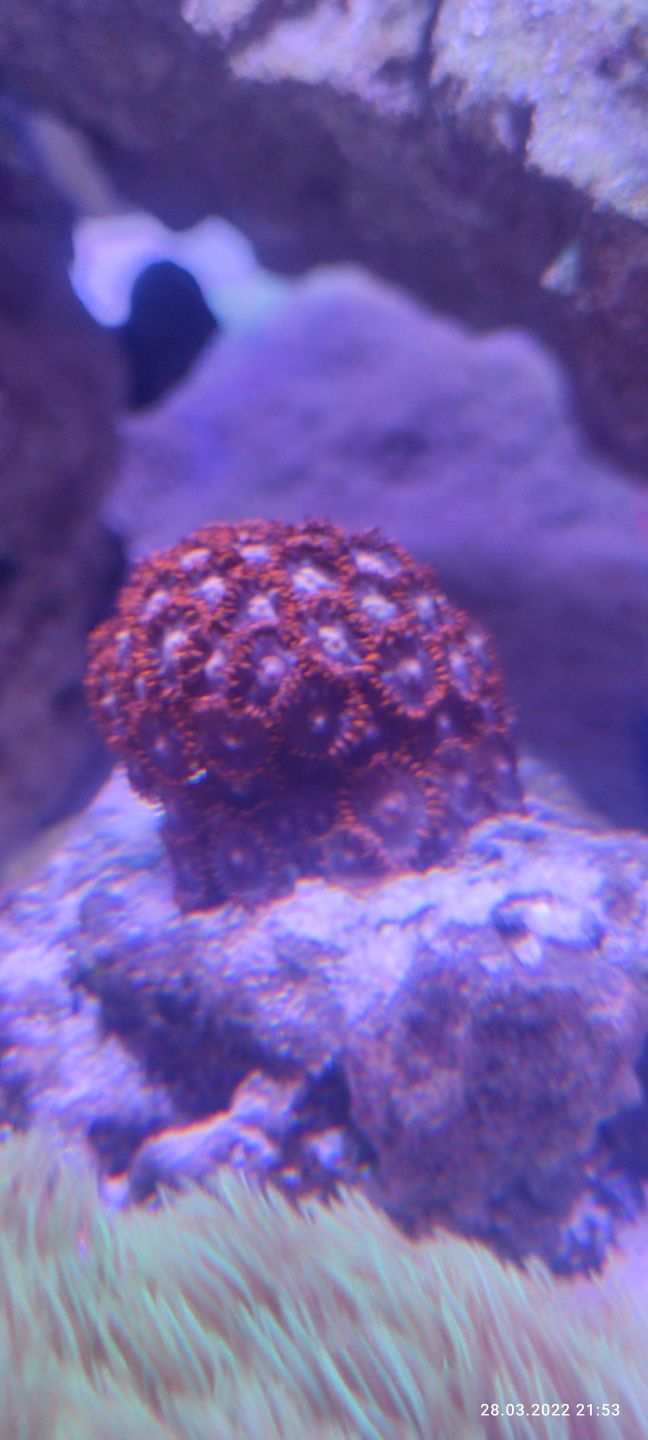 Zoa zoanthus Red Bull piękny czerwony