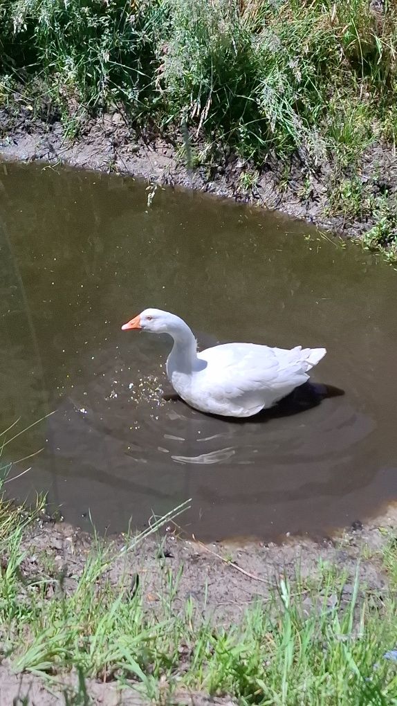 Sprzedam młode Gęsi
