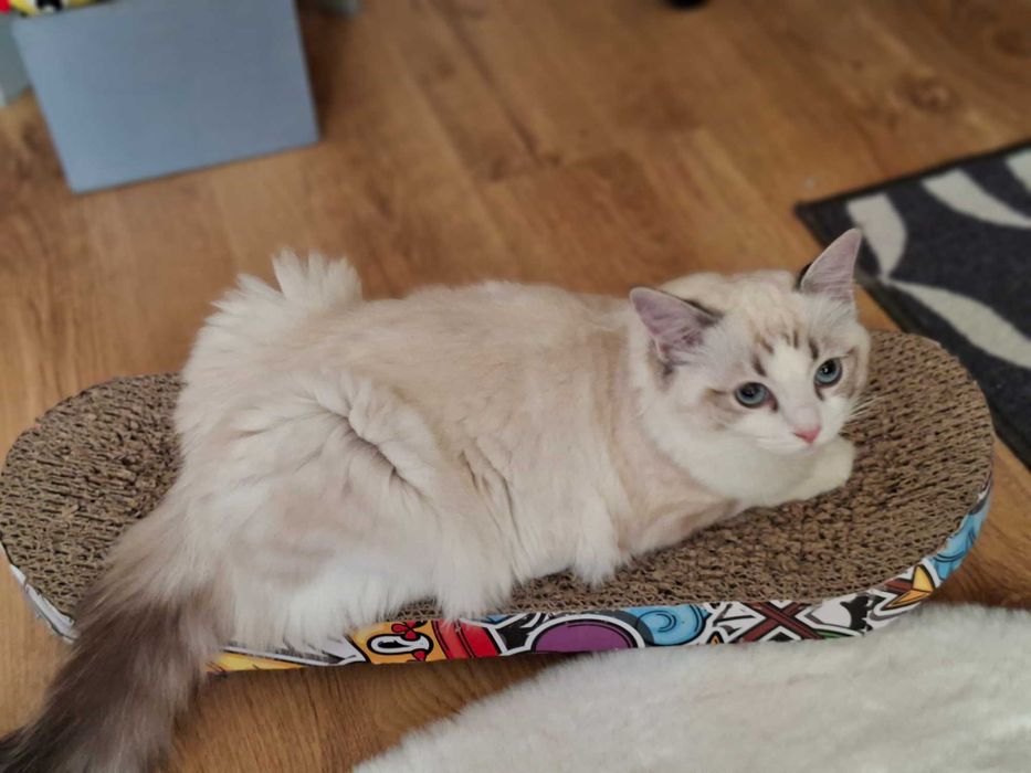 Śliczna kotka Ragdoll z rodowodem