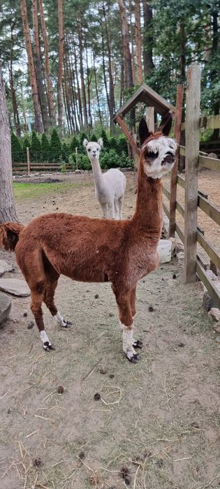 Alpaka samica  młode