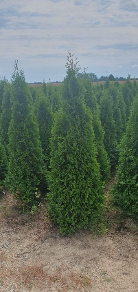 Tuje thuja szmaragd od 100 cm do 160cm