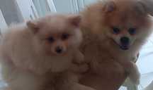 Casal bebés meigos