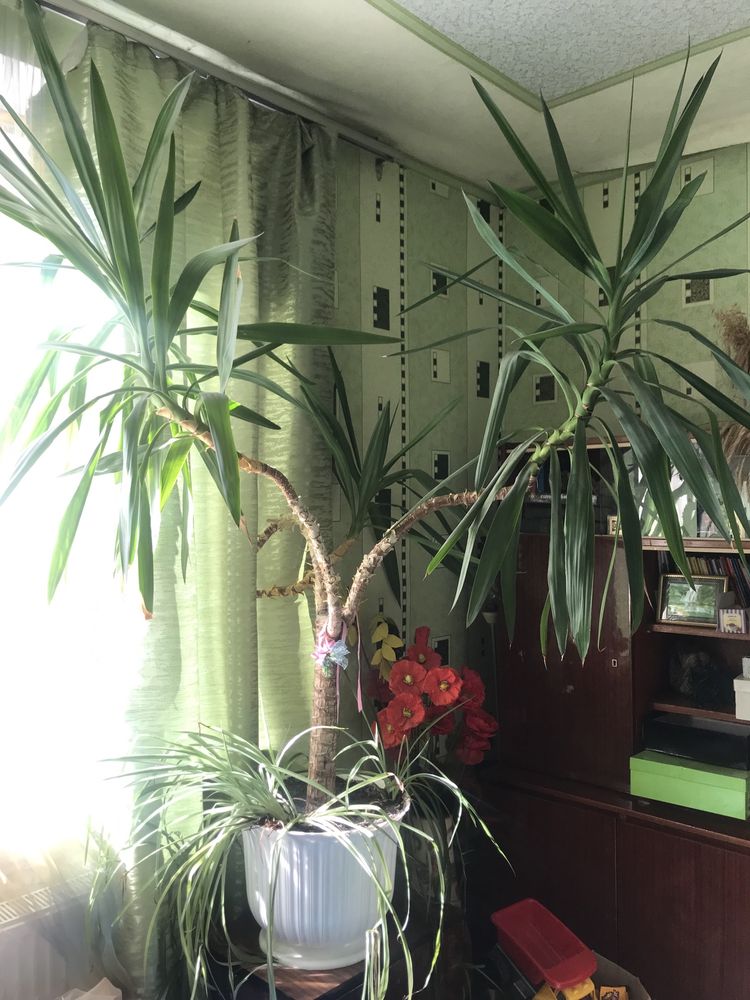 Юка пальма декоративна  вазон дерево 2м