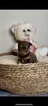 Mini Kochany Piesek Chihuahua Rodowód