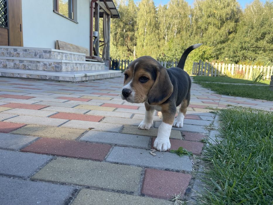 Маленькі біглі шукають свої родини