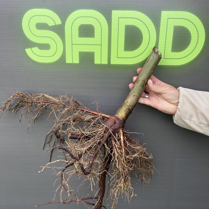 Промислова Павловния, Коріння однорічне 3см, Павловния Безкош.дост