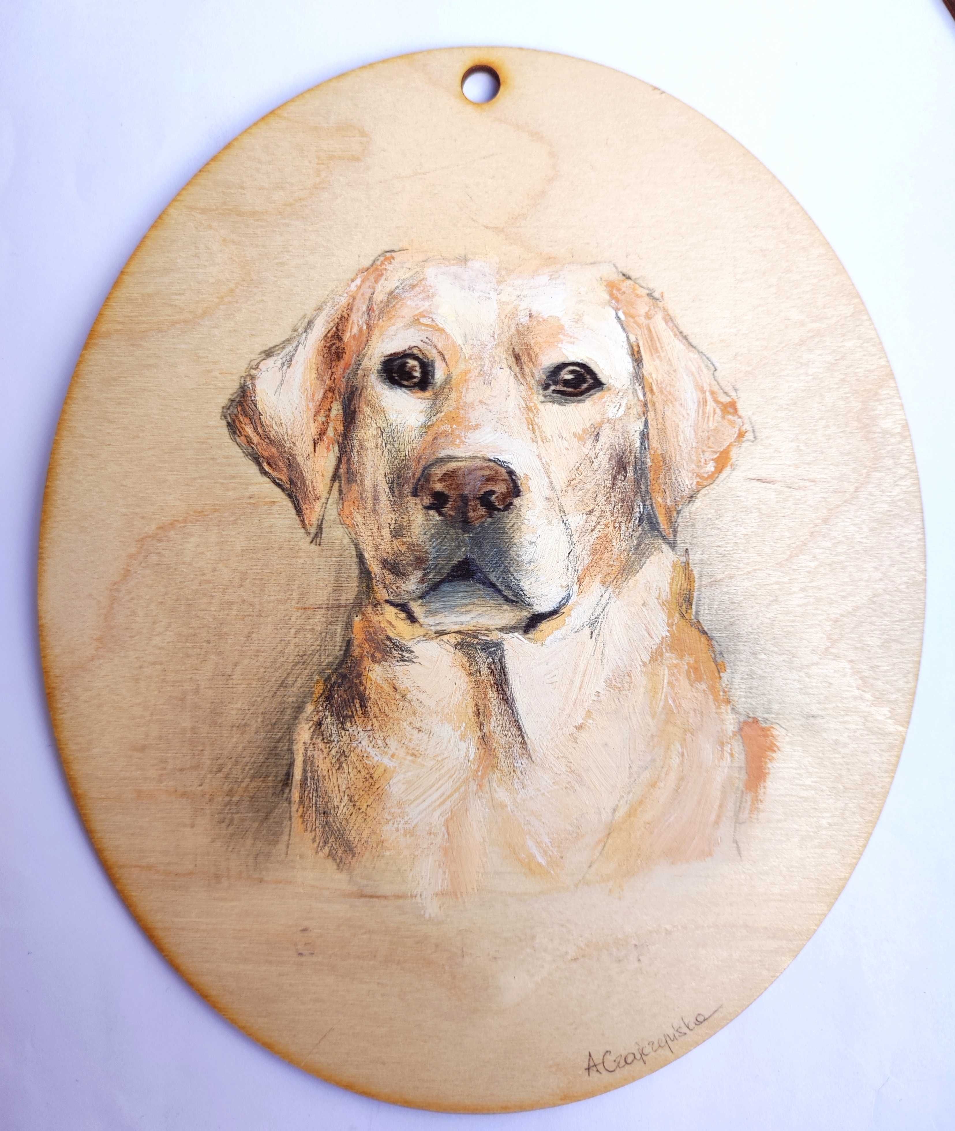 Labrador retriever portret psa pies