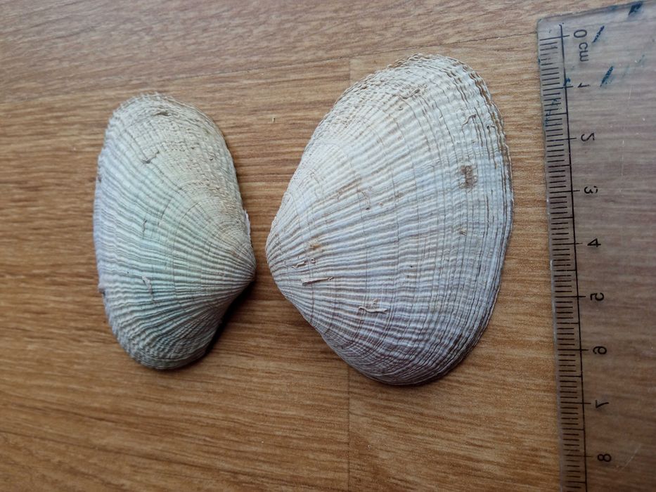 Muszle morskie ozdobna akwariowe 7 cm Muszla morska akwariowa