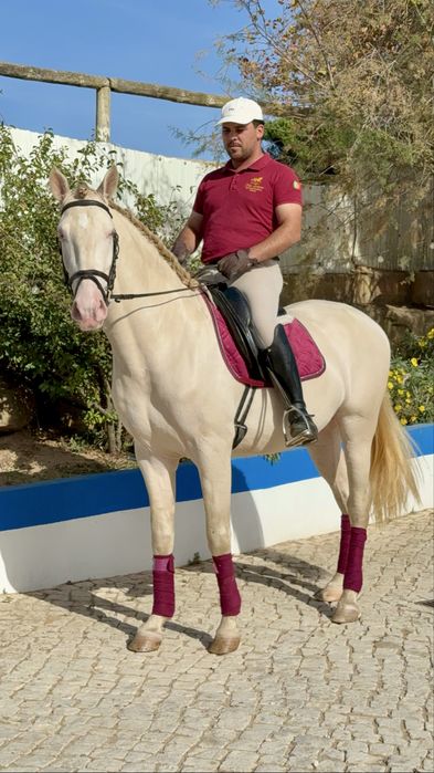 Cavalo Isabel olhos azuis  Lusitano Puro