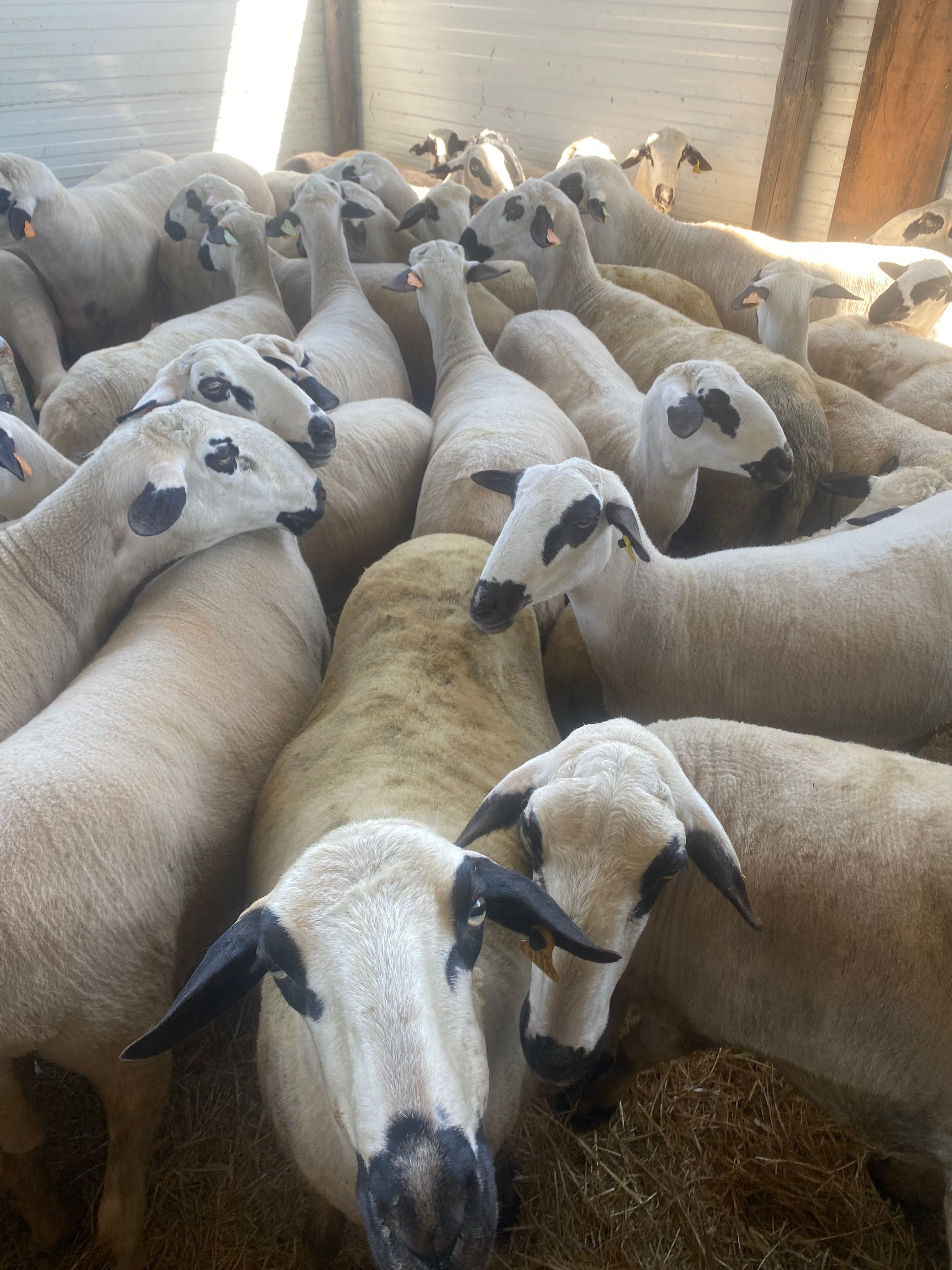 Ovelhas para produção de carne