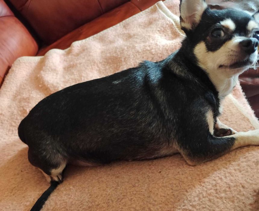 Chihuahua Suczka