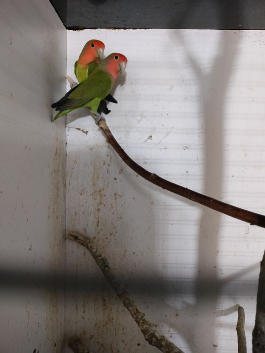 Agapórnis Rosecollis