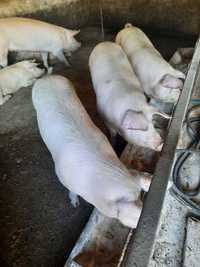 Продам свиней Йоршер-ландрас f1 беконні, живою вагою