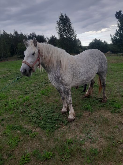 Klacz Zimnokrwista Siwa ks.Główna