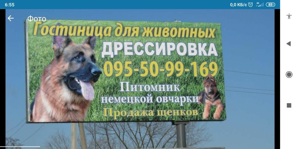 Дрессировка собак . Дрессировочный центр.