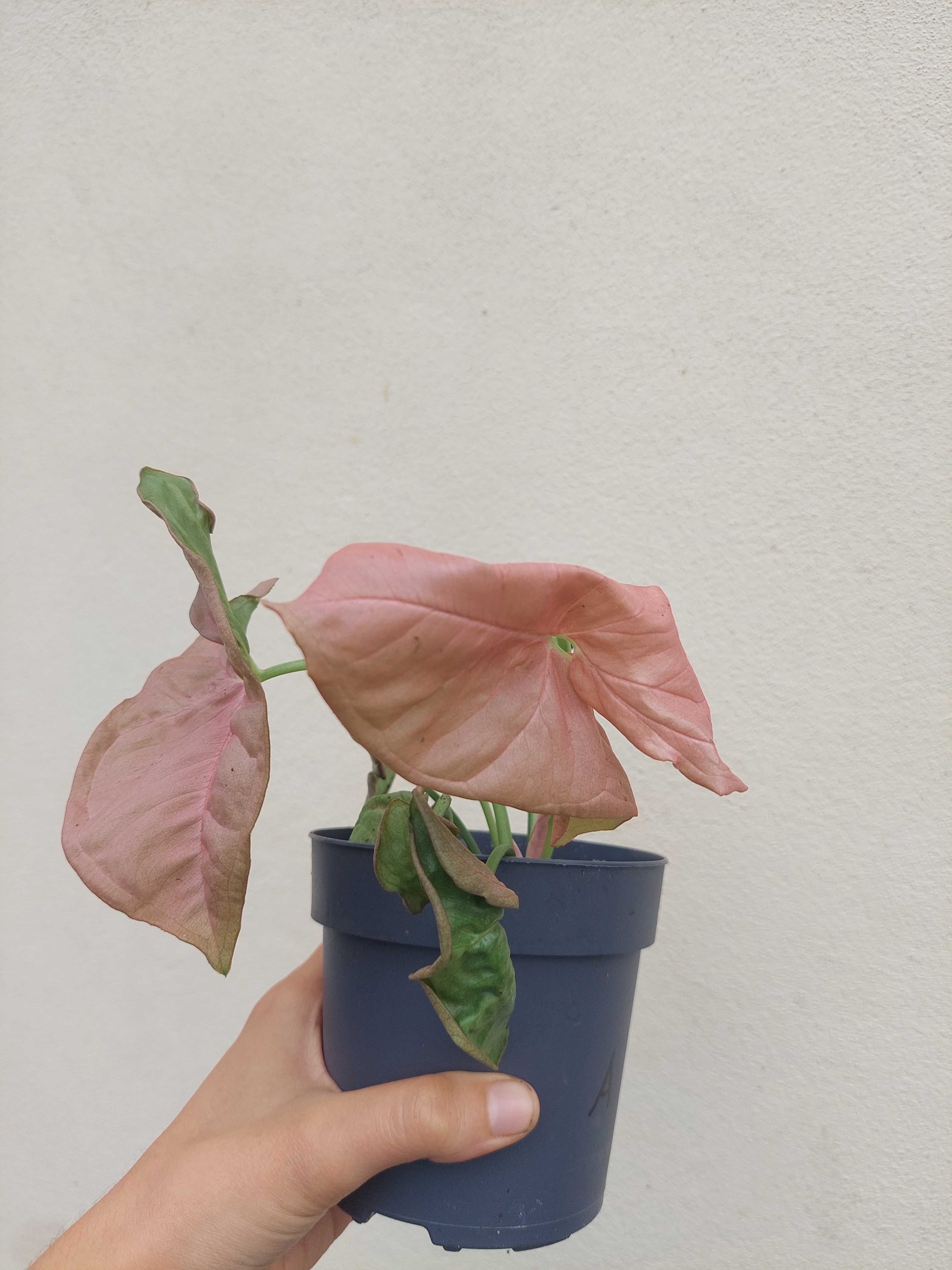 [Planta] Syngonium Neon Rosa