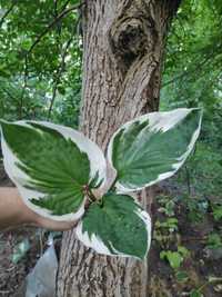 Minuteman hosta hosta