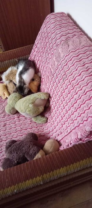 Oddam młode kotki za darmo