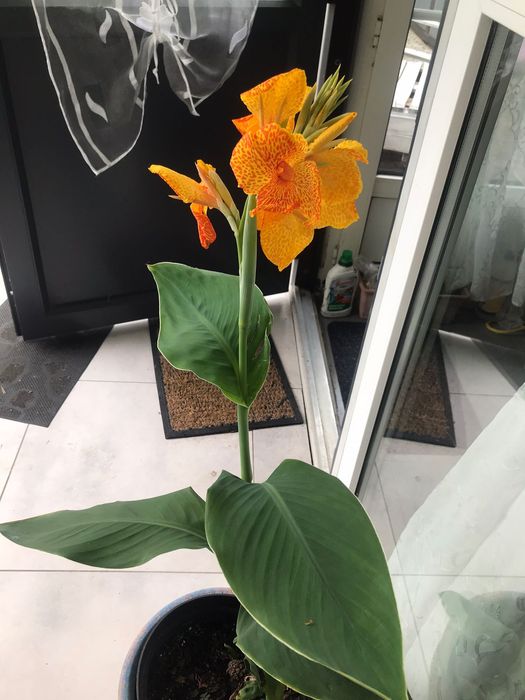 Sprzedam kanny żółte nakrapiane indiana lily