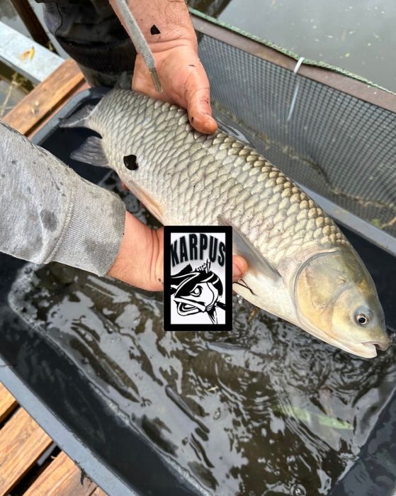 Karp karaś okoń płoć