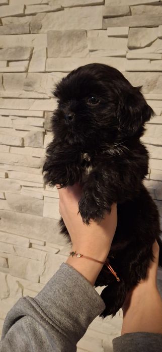 Piękny piesek shih tzu