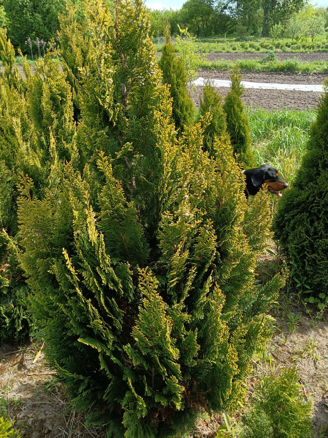 Cyprys verigatum