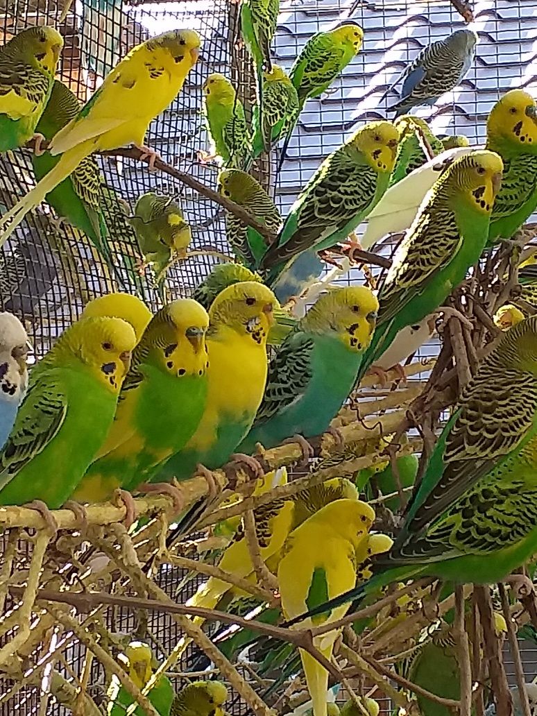 Хвилясті папуги молодь 35-45 днів