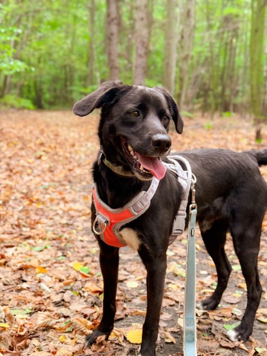 Młody, aktywny pies w typie rasy labrador. Czarny, średniej wielkości.