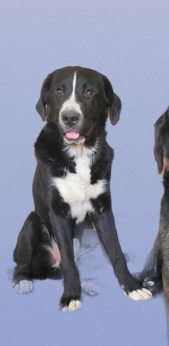 Мальчик  метис двух пород