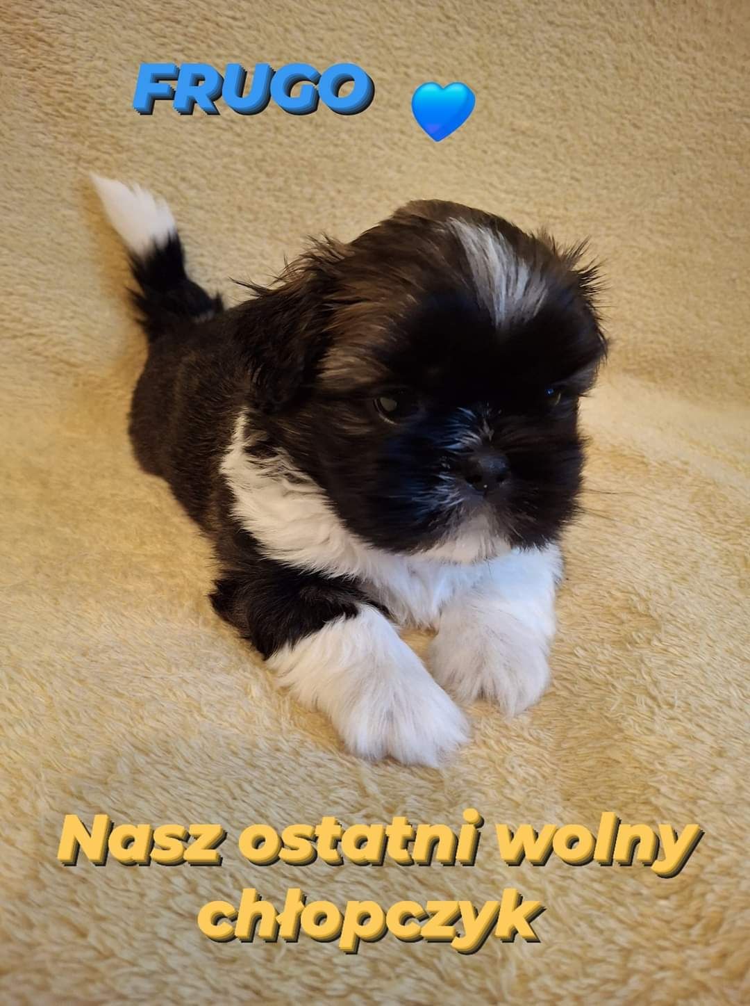 Śliczny piesek Shih Tzu - tricolor