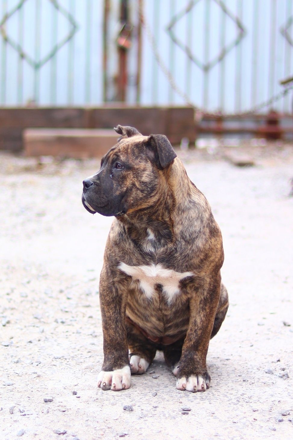 Канарский Дог/Канарський Дог/Presa Canario