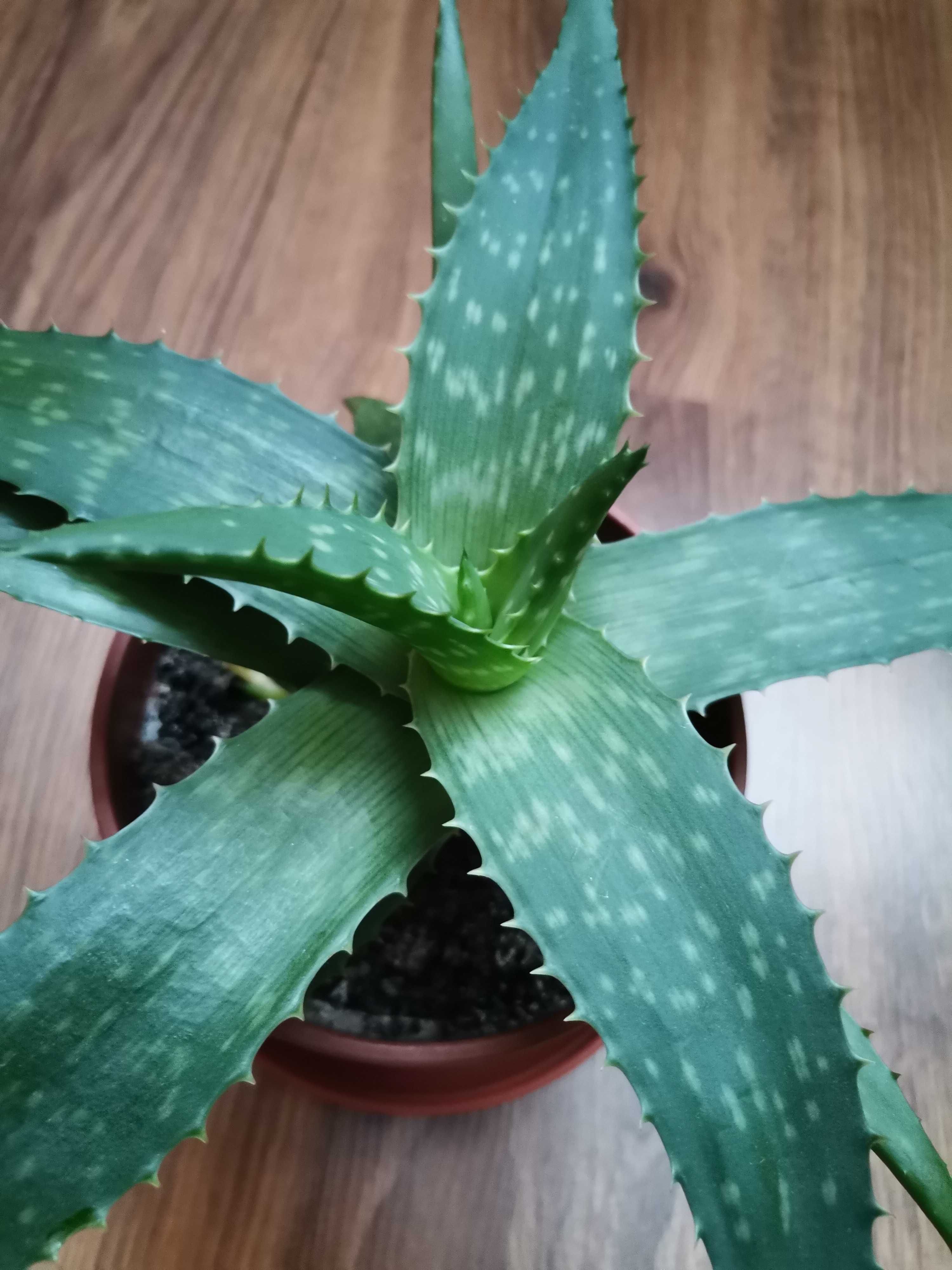 Aloes różne rodzaje