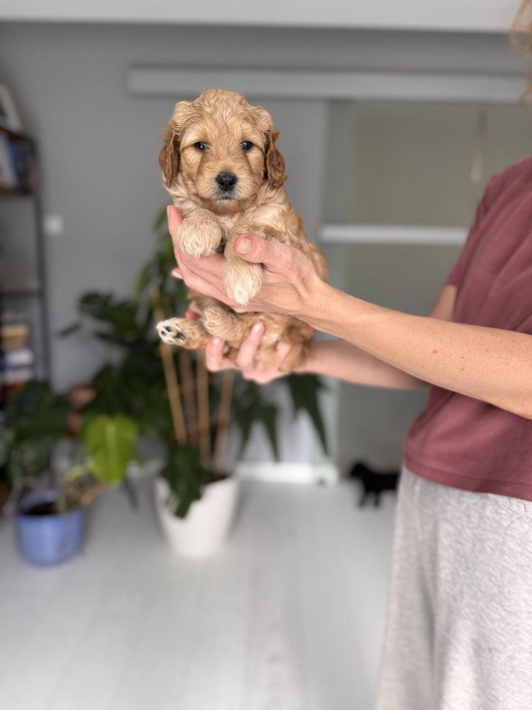 Goldendoodle F1b miniatura piękny, kochany chłopiec