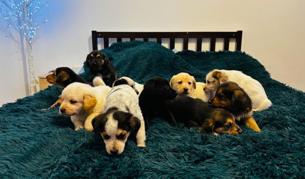 Oddam pieski w dobre ręce