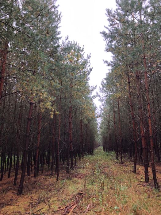 Sprzedam las 19,80 ha