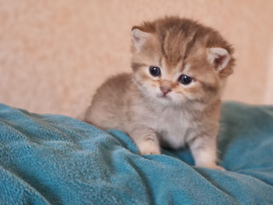 Розплідник Luxio Family пропонує кошенят золотої шиншили британської
