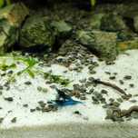 Neocaridina Blue Dream - Camarão de água doce temperada
