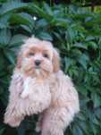 Maltipoo maltańczyk & pudel toy - suczka