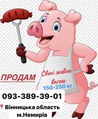 Продам свиней живою вагою 60 грн/кг