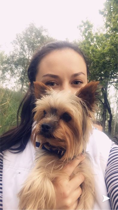 Вязка йорк мальчик