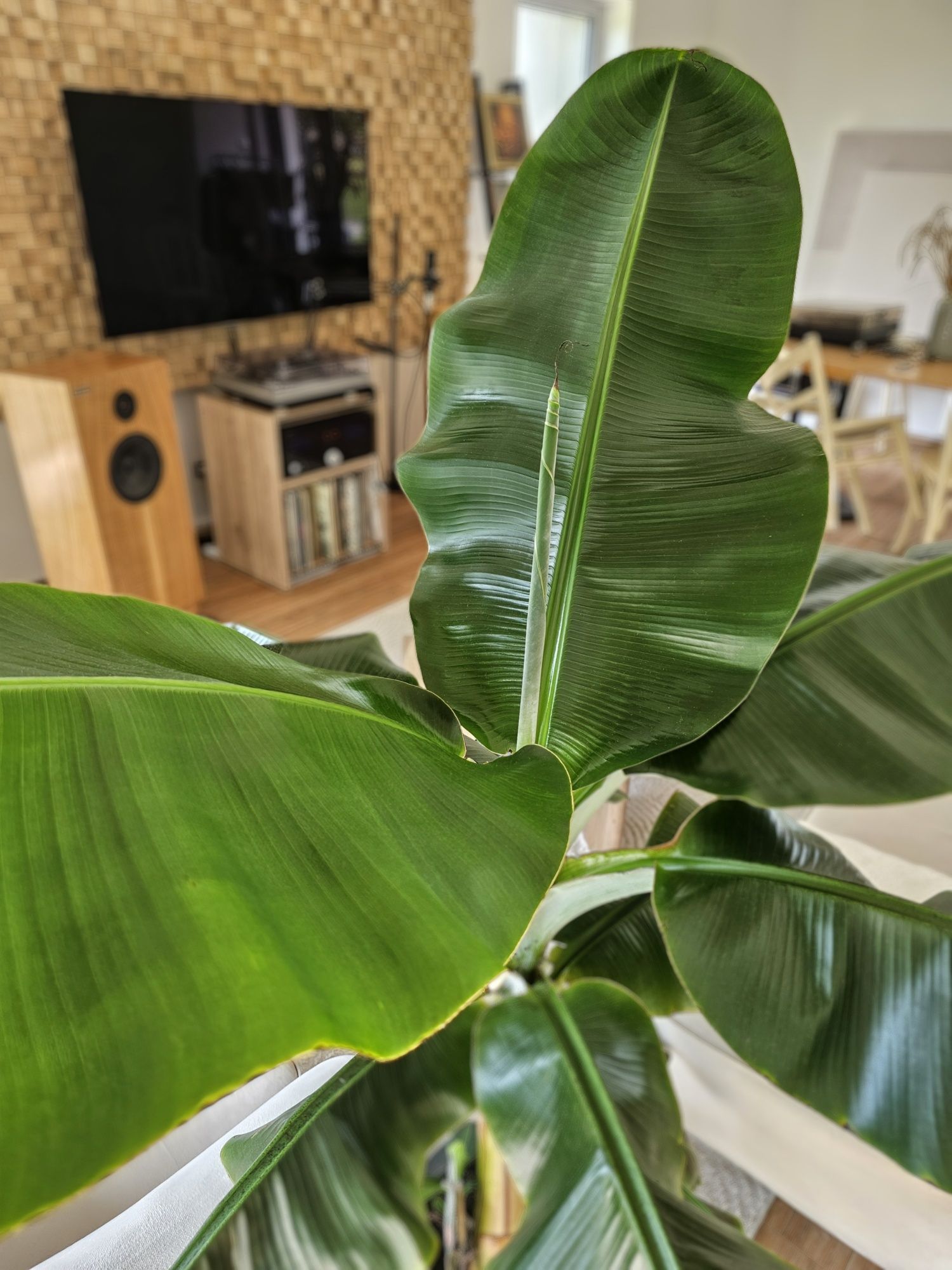 Bananowiec Musa dwarf Cavendish gigant xxl *Rarytas*