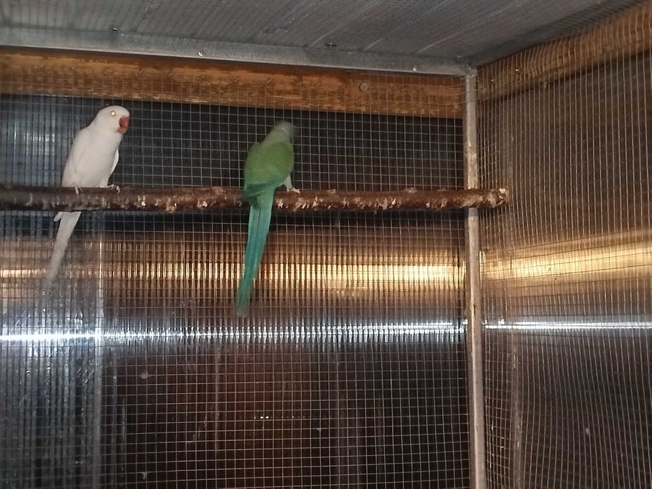 Aleksandretta obrożna /para/2021 (albinos/turkus fiolet) lub zamiana