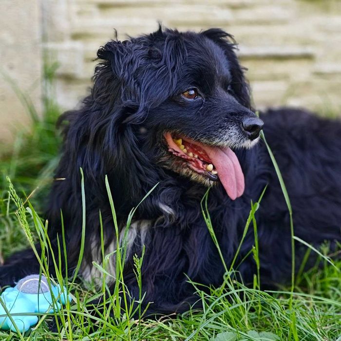 Teoś- niewielki, towarzyski pies, który utknął w schronisku!