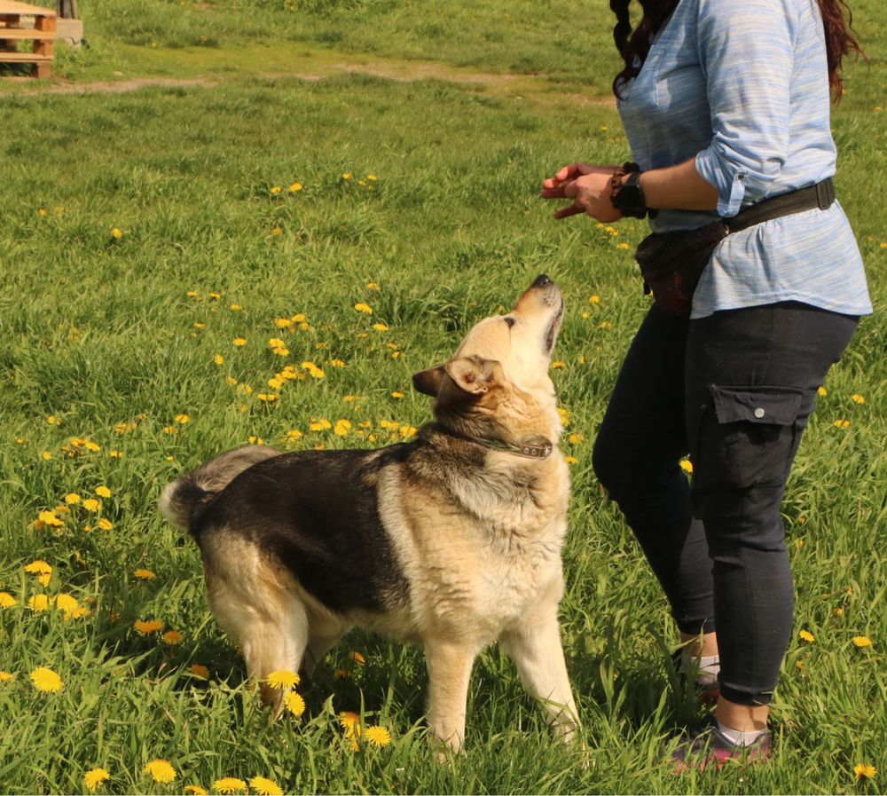 Bardzo przyjacielski 6 letni Tano do adopcji