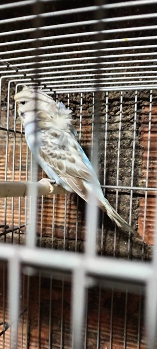 Piriquitos Hagoromos