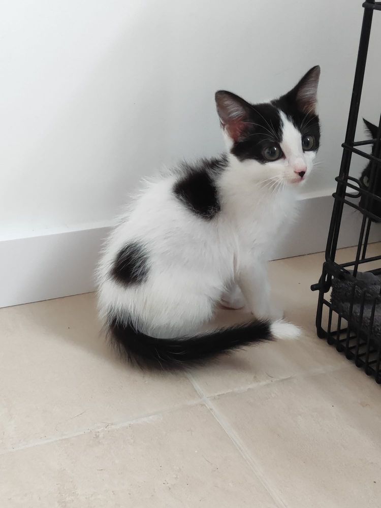 Gatinhos para adoção