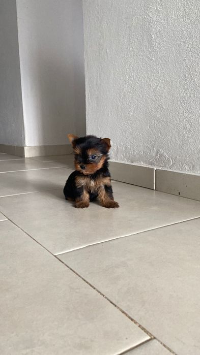 Yorkshire ( fêmea miniatura)