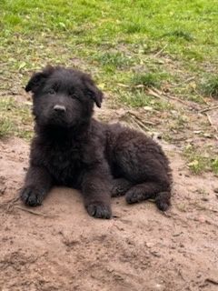 Owczarek niemiecki długowłosy