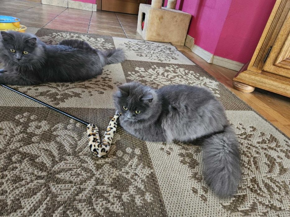 Koty syberyjskie, kotki syberyjskie