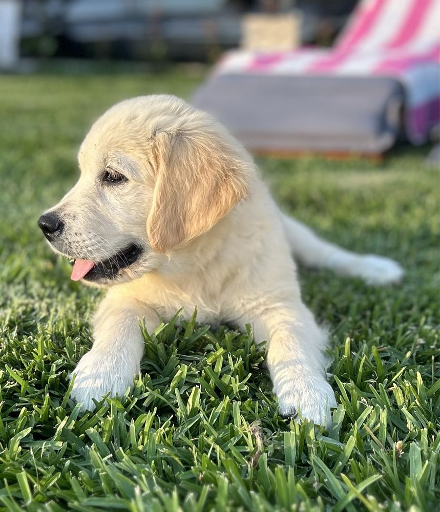 Golden Retriever